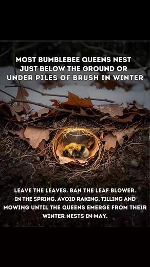 49K views · 627 reactions |  Bumblebee Queens Sleep Beneath the Soil...