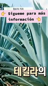 295K views · 10K reactions | ¿Sabías que el coreano es considerado...