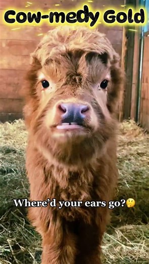 You’ve Never Seen Cows Act Like THIS Before! #FunnyCows #ViralAnimals #FarmLife