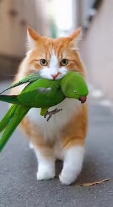 A cat rescues her friend parrot and takes it to the doctor for treatment and the parrot is saved. 🐈🐤💚🏥 | Good luck.animation