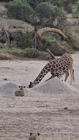 I can't believe how fast this giraffe is!
