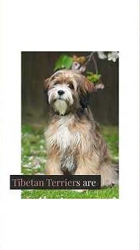 The Tibetan Terrier: Sacred Companion of the Himalayas #dogshorts #dogvideos #dogbreed