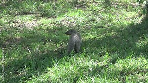 Numerous Mongoose running across a lawn in a residential area in Kenya.