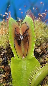 THE AFTERMATH!! Thank you guys for your patience, and the first trap has finally opened and we can see the leftovers. It was odd to me that the other plants are entering weeks 4 and 5 of digestion time. Considering this trap only took 2 weeks to open back up. But I started to think about it, and I believe I know why. This was the smallest spider I have fed to my plants, and I believe the larger meals are still giving nutrients in the liquid the plant is pumping out. It's almost like the plant ca