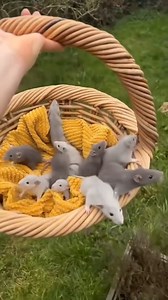 8K views · 35 reactions | OMG! found a mouse nest in my car #Amazing #animals #love #fyp #pet | Videos Infantiles TV | Facebook