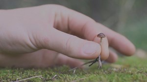 4.8M views · 6K reactions | Whether you love them or hate them, fungi...