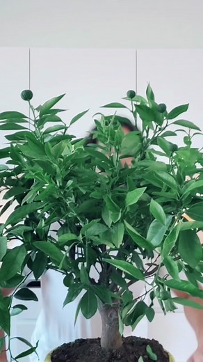 When life gives you lemons.. grow more lemons! 🍋🌱 #lemon #lemonade #growingplants #lifestyle #gardening #plantsoftiktok #healthyliving #organic #diy