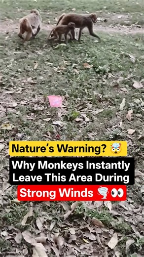 Why Monkeys Leave Trees During Storms 🌪️🐒 | Strange Animal Behavior Explained #monkey #shorts