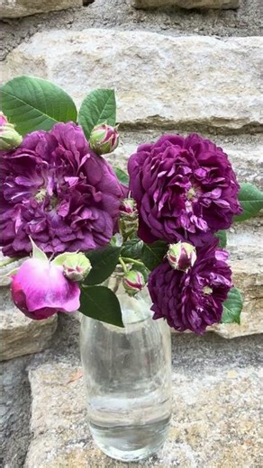 This is Rose ‘Cardinal de Richelieu’ #gardenerben