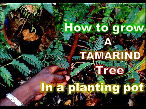 How to grow a sweet tamarind tree in a pot.