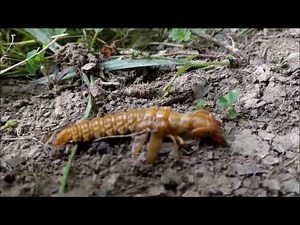 LIVING NIGHTMARE MOLTING HELLGRAMMITE