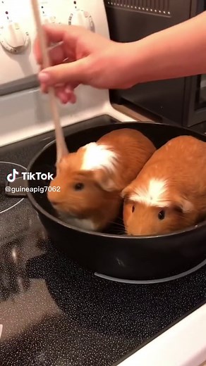 Guinea Pigs on TikTok