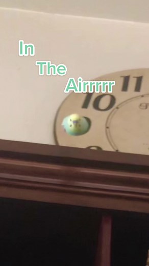 Bird Transformation: Watch an Amazing Borb Turn Into a Bird