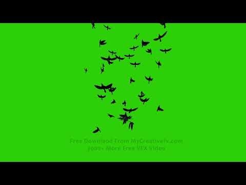 Crows Birds Flying Green Screen Video