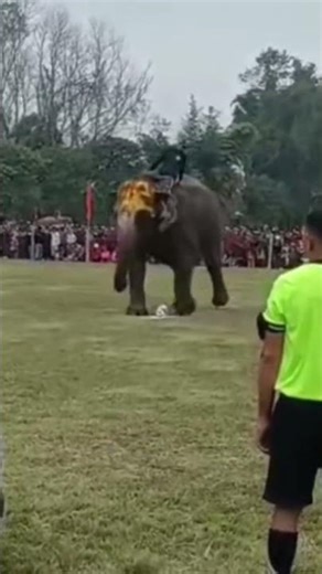 Elephant soccer game #soccer #football #nothingimposibleinthisworld #manchesterunited #liverpool