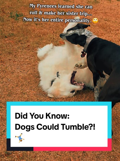Replying to @w_h_i_t_1 My Great Pyrenees now somersaults to trip up her poor sister because she aims below the belt. 😒😅 ​Alt text: playful compilation of two female dogs, a Great Pyrenees and a German Shorthaired Pointer (GSP), playing in a grassy yard. The Great Pyrenees uses a unique play style where she performs a forward somersault or side roll to trip her GSP sister. The GSP is seen running at high speeds and tumbling over the white, fluffy dog. The video captures the contrast between the