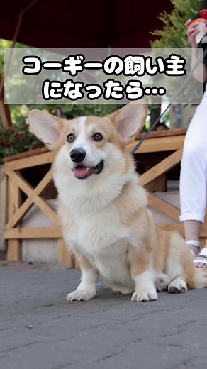 コーギーの魅力と飼い方ガイド