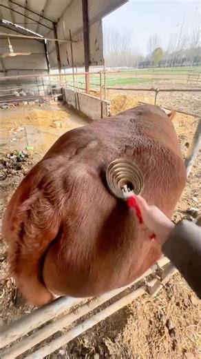 Perfect Teamwork Farmer & Cow in Sync 👌