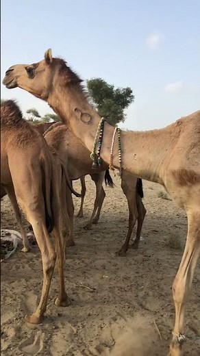 knotted camel in Desert Thar ||knotted camel || knotted animals