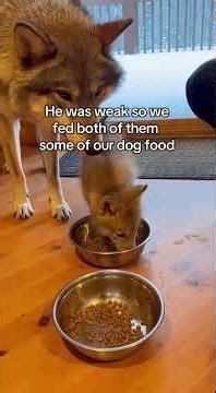 Saved a Wolf Pup From Drowning Under Ice. Im So Happy!