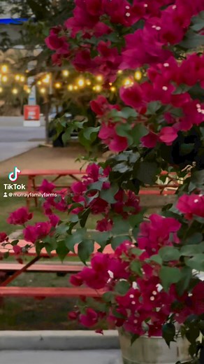 Come make some memories. | Murray Family Farms