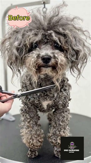 Cutest Dog Haircut #shorts #dogtransformation