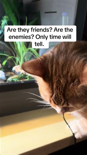 They spend far more time plotting than they like to admit. #beardeddragon