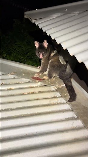 🐾 Possum Relocation – Mother and Baby Safely Released
