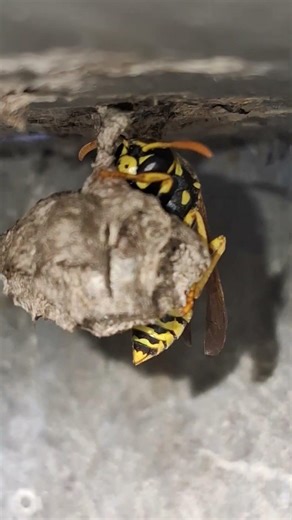 yellow jacket or wasp queen? building her nest for the spring/summer