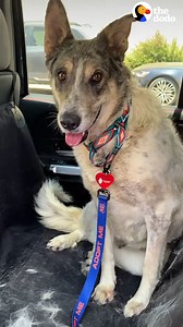 873K views · 10K reactions | Scared dog hid under tables for weeks — now she’s queen of her backyard with all her dragon stuffies  | The Dodo | Facebook