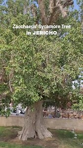 Zacchaeus' Sycamore Tree is over 2000 years old and is located at Al-Jummezeh Square in the City center of Jericho. This is the tree Zacchaeus climbed when Jesus was passing through the town. (Luke 19:1-10) #Israel #jericho #holyland #PromisedLand #sycamoretree #historical #biblical #visitisrael #travel | Rica Gabud