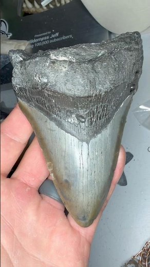 Totally unexpected discovery of a Megalodon Shark tooth fossil searching ancient ocean floor #wow