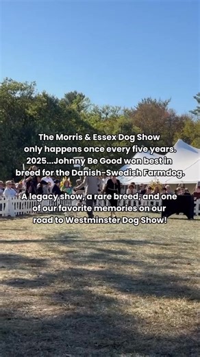 4.4K views · 78 reactions | Every five years, the Morris & Essex Dog Show brings together history, elegance, and world-class dogs. In 2025, Johnny Be Good took Best of Breed for the Danish-Swedish Farmdog... a memorable win at a truly iconic show. It’s one of those moments we’ll never forget… a rare breed in a legacy ring, on a journey that’s leading straight to Westminster. ✨ | Johnny Be Good - Show Dog | Facebook