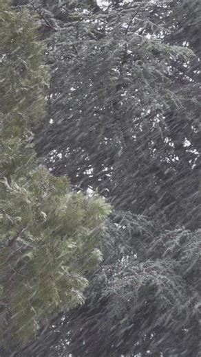 BIG storm hitting Big Bear. Footage from TODAY We are starting to see some of the storm already! R2 conditions are already in effect on the 330 — carry those CHAINS! We recommend taking the 18 (fewer curves more gradual incline). Drive slow. Give yourself extra time. Your safety comes FIRST. Get the latest road updates here: https://www.bigbear.com/travel-tools/winter-driving-safety/ Stay safe & we’ll see you in the snow! #BigBearLake #WinterStorm #VisitBigBear #MadeInBigBear