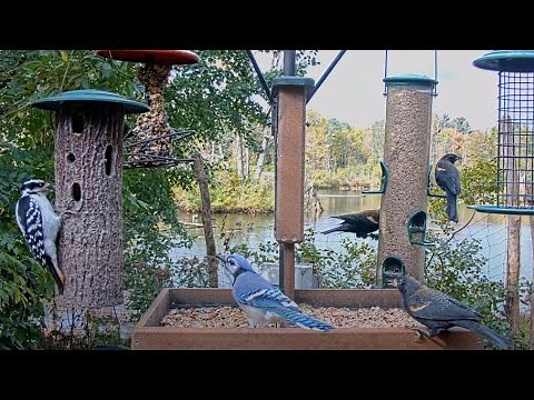 Backyard Birds Flock To Cornell FeederWatch Cam For An Early Lunch – Oct. 7, 2024