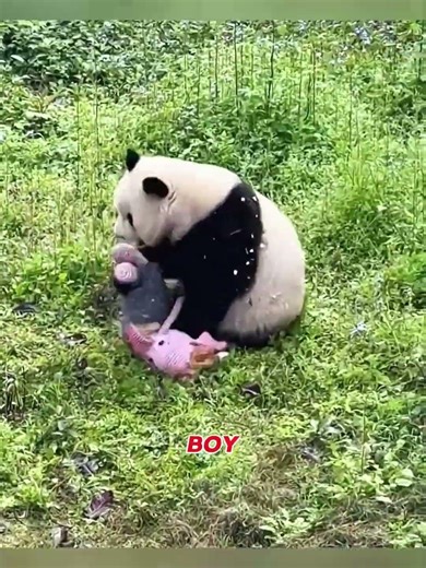 🐼🎠 Angry Panda’s Sweet Revenge Turned Happy Ending 🚗💝