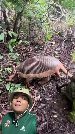 Descubriendo al Armadillo Gigante en la Selva Sudamericana