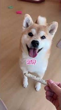 The Heartwarming Truth Behind a Puppy's Coldness Joke