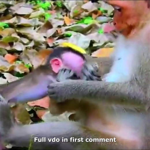 116K views · 1.6K reactions | OMG! Monkey Mom Disciplines Baby Madly For Its Mess & Disobedience 沈 Check full vdo in first comment | Hello Monkey | Facebook