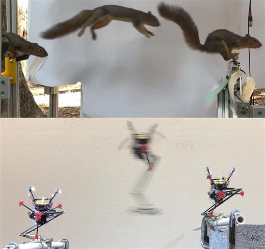 Scientists build squirrel-inspired robot that can leap and land like nature’s best jumper