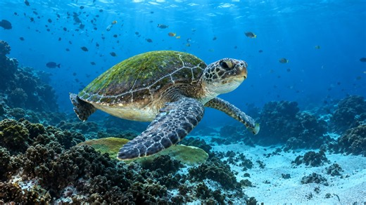 Life beneath the surface of a tropical reef