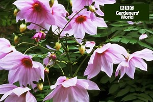 How to plant tree dahlias
