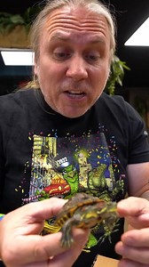 120K views · 4.1K reactions | Turtles with a twist! #turtle #twoheaded #rare #reptiles #turtles #reels | Brian Barczyk | Facebook