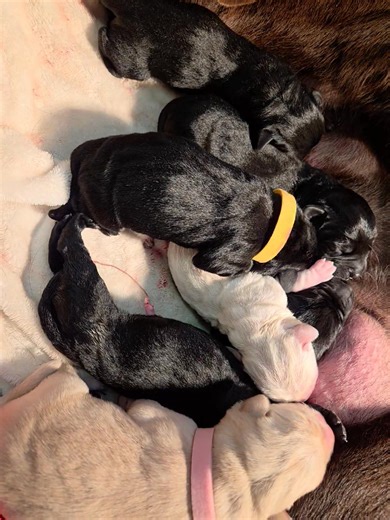 I can't get enough of these little guys. The sounds.... The cuteness overload. Mama Rolo is doing an amazing job... especially for a first time mom | Five Star Chocolate Labs