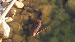 24K views · 2.3K reactions | This video contains several clips I filmed in February, looking down at beavers swimming in the river. In some of the clips you can see how their webbed hind feet provide most of the propulsion when swimming. #wildlifephotography #beavers #beaver | Mike’s photos and videos of beavers | Facebook