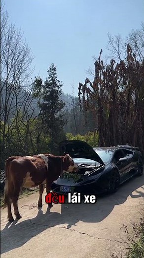 When A Fake Lambo Meets A Real Lambo | When A Fake Lambo Meets A Real Lambo #lamborghini #supercars