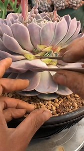 581K views · 25K reactions | Useful tips for your succulents | Succulents | Facebook