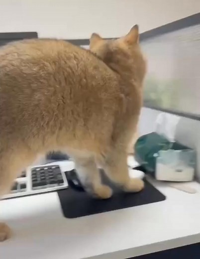 ดีนะที่เห็น #increditowner #ของแทร้ #funnymoments #funnyreels #petlovers #ขออนุญาตเจ้าของคลิปนะคะ #funnydogvideos | Nano Nano