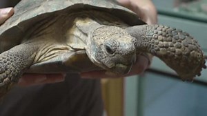 Mesa tortoise, 43, goes under the knife to remove bladder stone