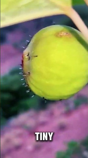Ancient Fig Pollination Method